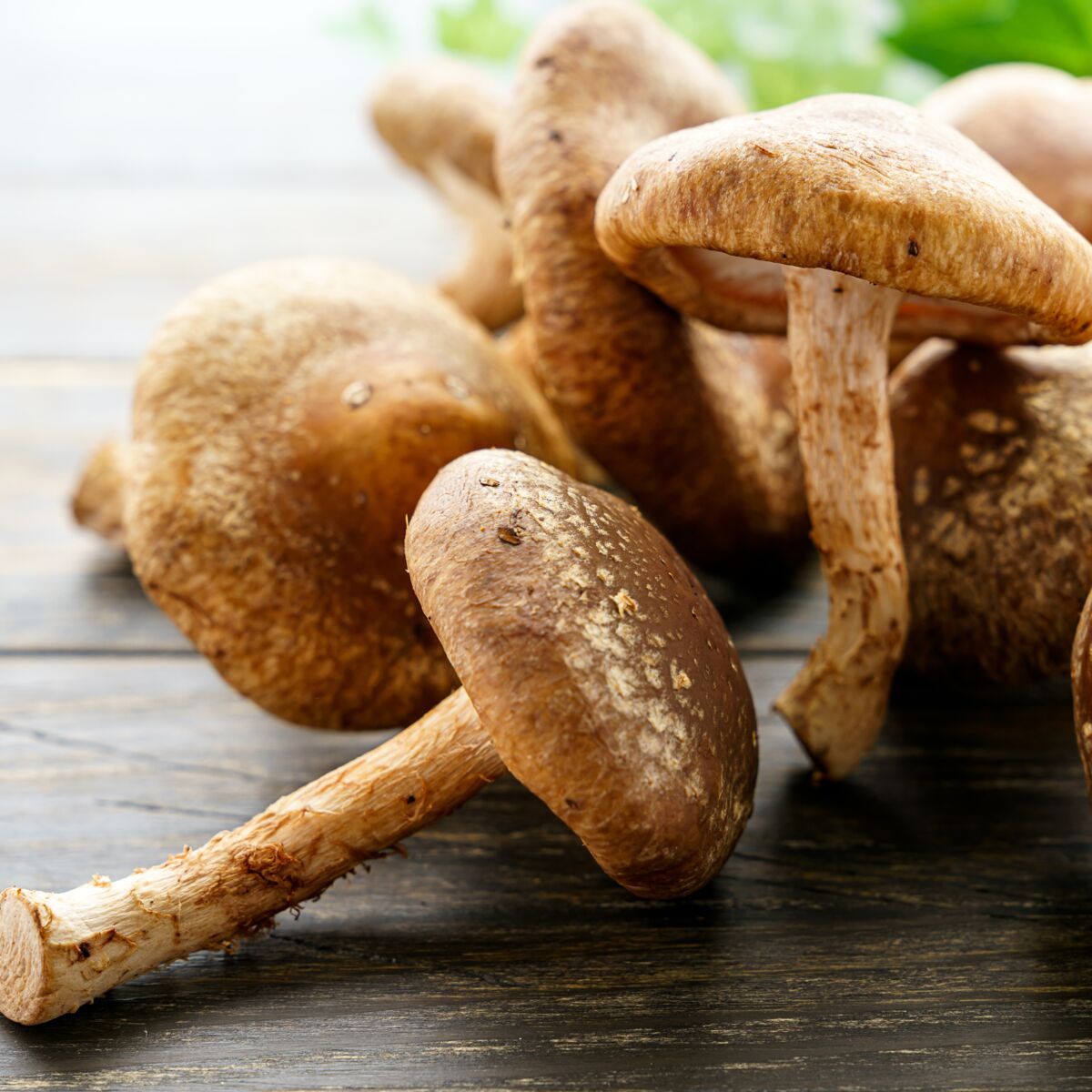 DXN Shiitake cogumelo - Oak Mushroom